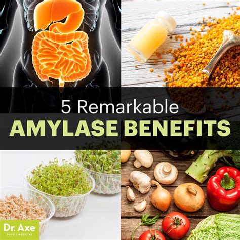 Unlocking the Potential of Amylase for Overall Well-being